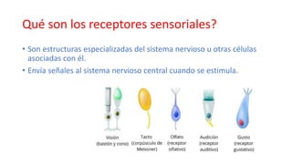 Qué son los receptores sensoriales?
• Son estructuras especializadas del sistema nervioso u otras células
asociadas con él.
• Envía señales al sistema nervioso central cuando se estimula.
 
