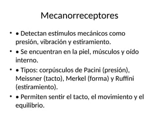 Mecanorreceptores
• • Detectan estímulos mecánicos como
presión, vibración y estiramiento.
• • Se encuentran en la piel, músculos y oído
interno.
• • Tipos: corpúsculos de Pacini (presión),
Meissner (tacto), Merkel (forma) y Ruffini
(estiramiento).
• • Permiten sentir el tacto, el movimiento y el
equilibrio.
 