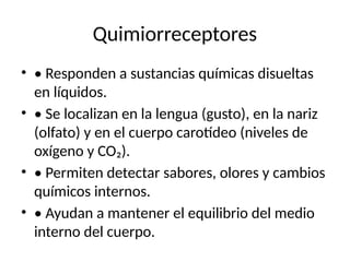 Quimiorreceptores
• • Responden a sustancias químicas disueltas
en líquidos.
• • Se localizan en la lengua (gusto), en la nariz
(olfato) y en el cuerpo carotídeo (niveles de
oxígeno y CO₂).
• • Permiten detectar sabores, olores y cambios
químicos internos.
• • Ayudan a mantener el equilibrio del medio
interno del cuerpo.
 