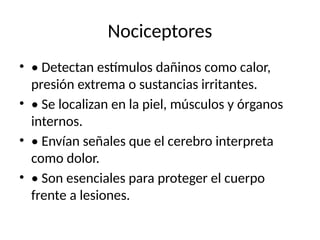 Nociceptores
• • Detectan estímulos dañinos como calor,
presión extrema o sustancias irritantes.
• • Se localizan en la piel, músculos y órganos
internos.
• • Envían señales que el cerebro interpreta
como dolor.
• • Son esenciales para proteger el cuerpo
frente a lesiones.
 