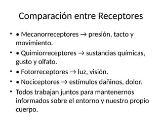 Comparación entre Receptores
• • Mecanorreceptores → presión, tacto y
movimiento.
• • Quimiorreceptores → sustancias químicas,
gusto y olfato.
• • Fotorreceptores → luz, visión.
• • Nociceptores → estímulos dañinos, dolor.
• Todos trabajan juntos para mantenernos
informados sobre el entorno y nuestro propio
cuerpo.
 