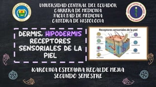 UNIVERSIDAD CENTRAL DEL ECUADOR
CARRERA DE MEDICINA
FACULTAD DE MEDICINA
CATEDRA DE HISTOLOGIA
KAROLINA ESTEFANIA RECALDE MEJIA
SEGUNDO SEMESTRE
Dermis,
RECEPTORES
SENSORIALES DE LA
PIEL
 
