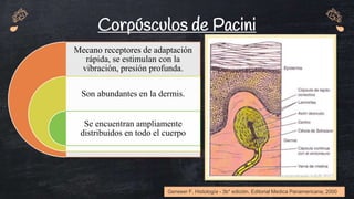 Dermis, Hipodermis y receptores sensoriales de la piel-Histología.pptx