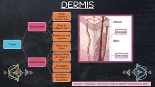 Dermis, Hipodermis y receptores sensoriales de la piel-Histología.pptx