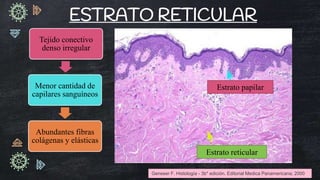 Dermis, Hipodermis y receptores sensoriales de la piel-Histología.pptx