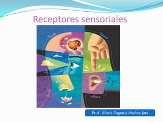 Receptores sensoriales
Prof . María Eugenia Muñoz Jara
 