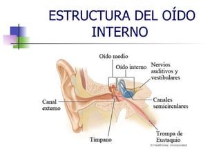 ESTRUCTURA DEL OÍDO INTERNO  