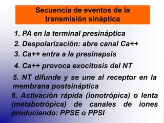 Bases Biológicas de la Medicina: Receptores Nerviosos y Sinapsis en ...
