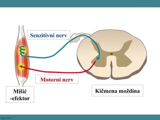 Motorni nerv
Senzitivni nerv
Kičmena moždinaMišić
-efektor
 
