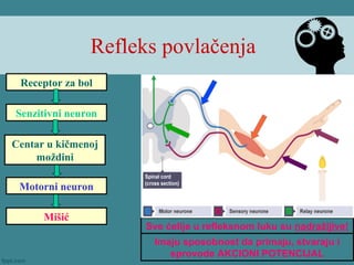 Refleks povlačenja
Receptor za bol
Senzitivni neuron
Centar u kičmenoj
moždini
Motorni neuron
Mišić
Sve ćelije u refleksnom luku su nadražljive!
Imaju sposobnost da primaju, stvaraju i
sprovode AKCIONI POTENCIJAL
 