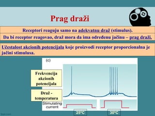 Prag draži
Receptori reaguju samo na adekvatnu draž (stimulus).
Da bi receptor reagovao, draž mora da ima određenu jačinu – prag draži.
Učestalost akcionih potencijala koje proizvodi receptor proporcionalna je
jačini stimulusa.
25ºC 30ºC
Draž -
temperatura
Frekvencija
akcionih
potencijala
 