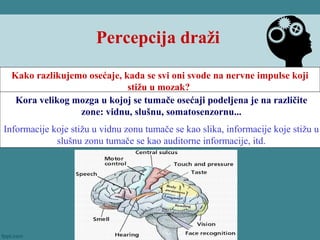 Percepcija draži
Kako razlikujemo osećaje, kada se svi oni svode na nervne impulse koji
stižu u mozak?
Kora velikog mozga u kojoj se tumače osećaji podeljena je na različite
zone: vidnu, slušnu, somatosenzornu...
Informacije koje stižu u vidnu zonu tumače se kao slika, informacije koje stižu u
slušnu zonu tumače se kao auditorne informacije, itd.
 