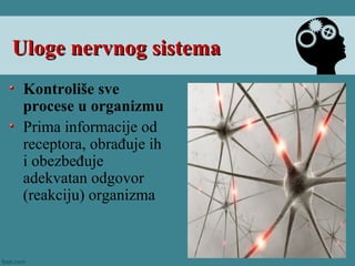 Kontroliše sve
procese u organizmu
Prima informacije od
receptora, obrađuje ih
i obezbeđuje
adekvatan odgovor
(reakciju) organizma
Uloge nervnog sistemaUloge nervnog sistema
 