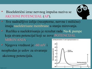 Bioelektrični izraz nervnog impulsa naziva se
AKCIONI POTENCIJAL (AP).
Sve nadražljive ćelije (receptorne, nervne i mišićne)
imaju naelektrisane membrane u stanju mirovanja.
Razlika u naelektrisanju je rezultat rada Na-K pumpe
koja stvara potencijal koji se zove POTENCIJAL
MIROVANJA.
Njegova vrednost je -60 mV i
neophodan je uslov za stvaranje
akcionog potencijala.
 