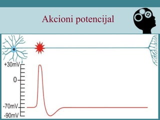 Akcioni potencijal
 