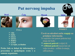 Put nervnog impulsa
Draž Čula Mozak Mišić
ČULA
 vida
 sluha
 ukusa
 mirisa
 dodira
 za bol
 za toplo, za hladno
Preko čula se dolazi do informacija o
procesima u spoljašnjem svetu i u
samom organizmu.
POKRET
Čovek na određeni način reaguje na
primljene informacije.
To najčešće čini putem pokreta koji
mogu da budu:
 namerni pokreti (voljni) ili
 refleksni pokreti (nezavisni od
volje čoveka) - refleks hvatanja,
odbrambeni...
 