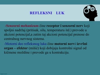-Senzorni mehanizam čine receptor i senzorni nerv koji
spoljni nadržaj (pritisak, silu, temperaturu itd.) prevode u
akcioni potencijal,a zatim taj akcioni potencijal prenose do
centralnog nervnog sistema.
-Motorni deo refleksnog luka čine motorni nervi izvršni
organ – efektor (mišić) koji dobijaju kontrolni signal od
kičmene moždine i prevode ga u kontrakciju.
REFLEKSNI LUK
 
