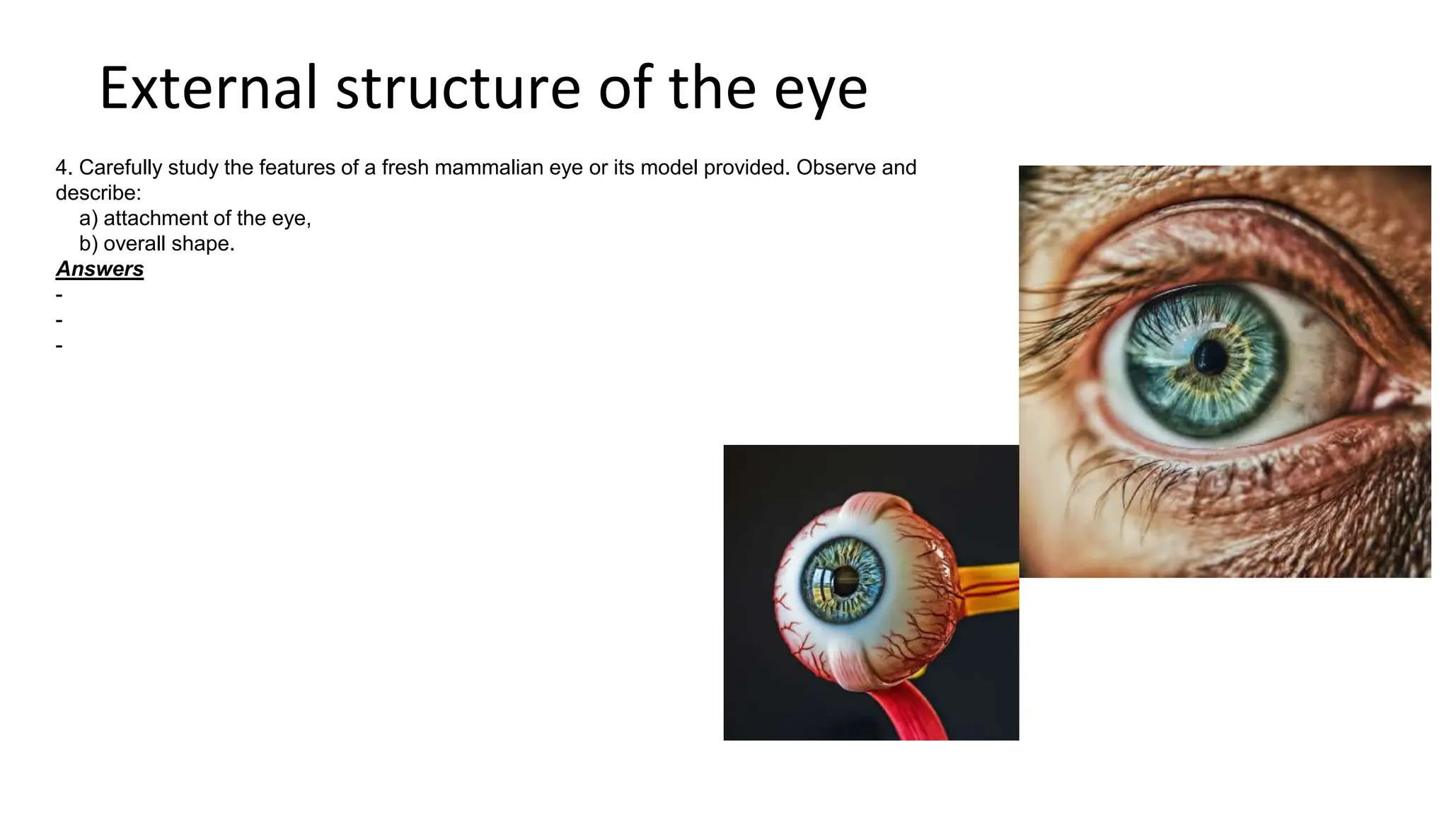 External structure of the eye
4. Carefully study the features of a fresh mammalian eye or its model provided. Observe and
describe:
a) attachment of the eye,
b) overall shape.
Answers
-
-
-
 