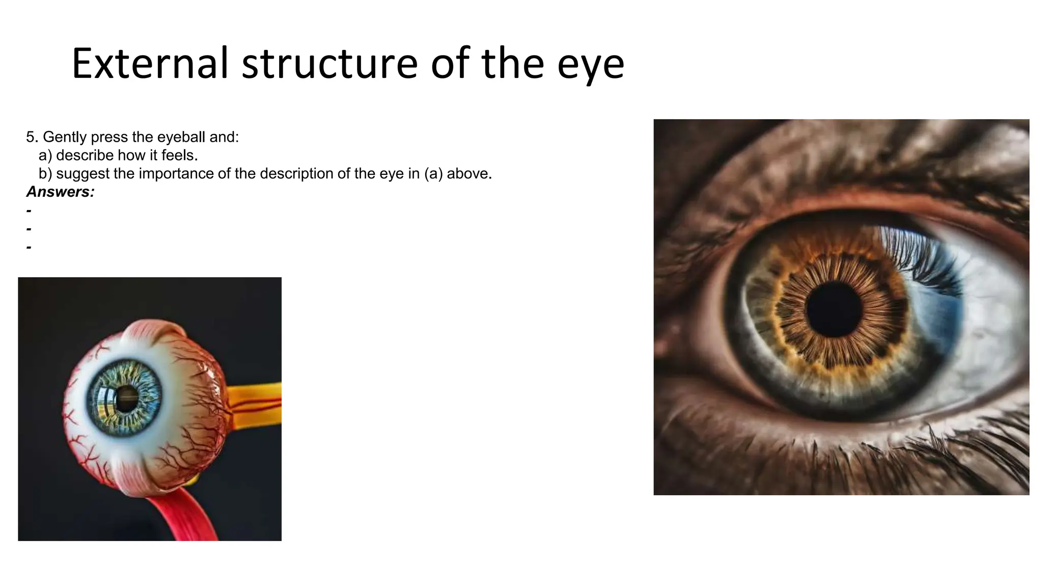 External structure of the eye
5. Gently press the eyeball and:
a) describe how it feels.
b) suggest the importance of the description of the eye in (a) above.
Answers:
-
-
-
 