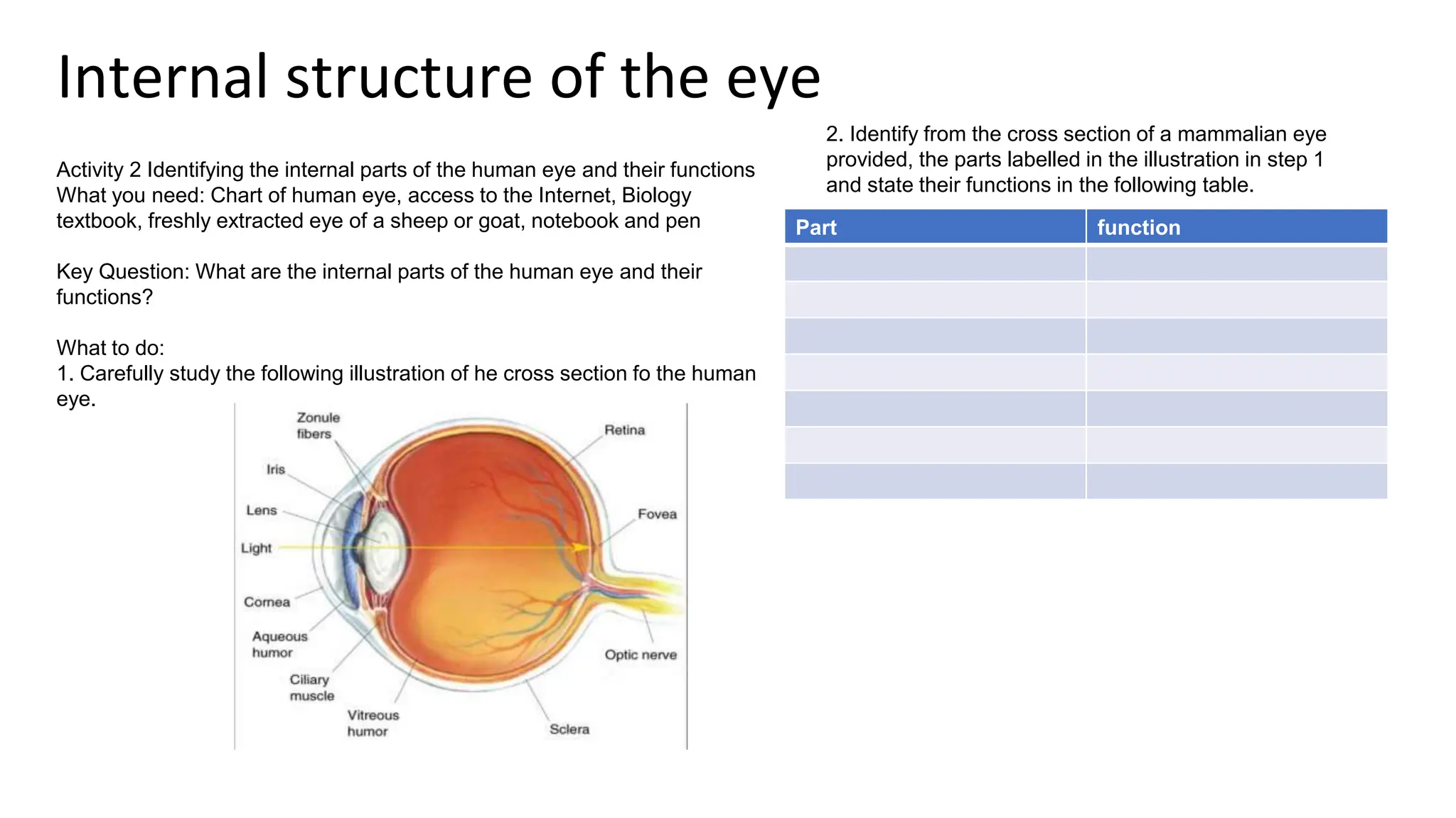 Internal structure of the eye
Activity 2 Identifying the internal parts of the human eye and their functions
What you need: Chart of human eye, access to the Internet, Biology
textbook, freshly extracted eye of a sheep or goat, notebook and pen
Key Question: What are the internal parts of the human eye and their
functions?
What to do:
1. Carefully study the following illustration of he cross section fo the human
eye.
2. Identify from the cross section of a mammalian eye
provided, the parts labelled in the illustration in step 1
and state their functions in the following table.
Part function
 