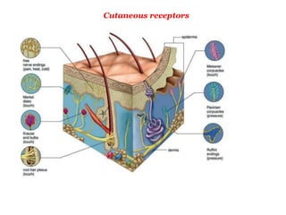 Cutaneous receptors
 