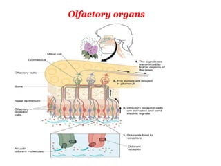 Olfactory organs
 