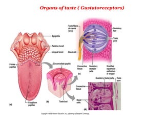 Organs of taste ( Gustatoreceptors)
 