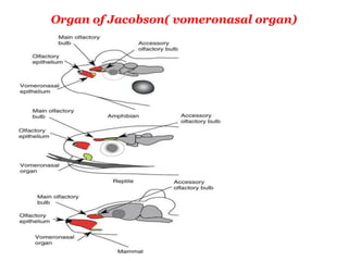 Organ of Jacobson( vomeronasal organ)
 