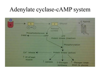 Adenylate cyclase-cAMP system
 