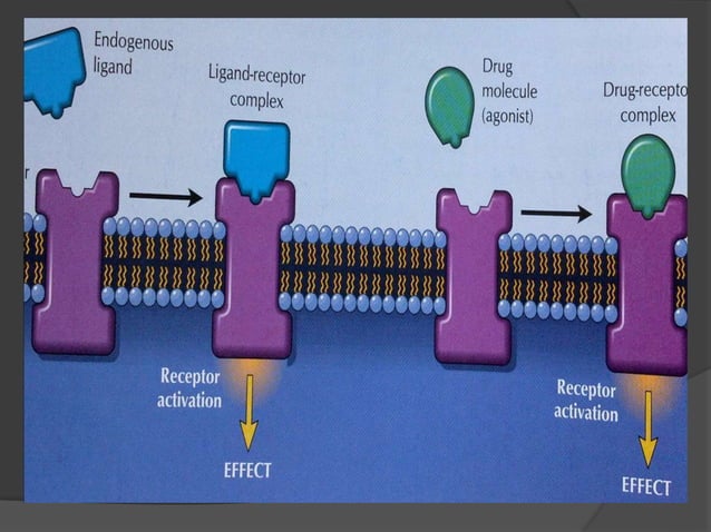 Receptor pharmacology | PPT