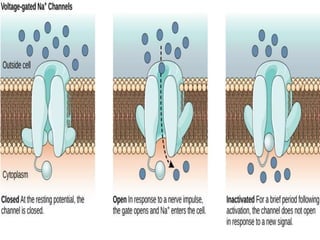 Drug receptor interactions and types of receptor | PPTX