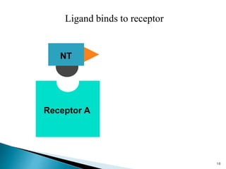 Receptor A
NT
Ligand binds to receptor
10
 