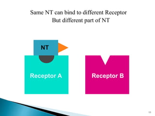 Receptor BReceptor A
Same NT can bind to different Receptor
But different part of NT
NT
11
 