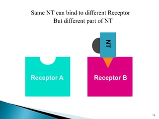 Receptor BReceptor A
Same NT can bind to different Receptor
But different part of NT
NT
12
 