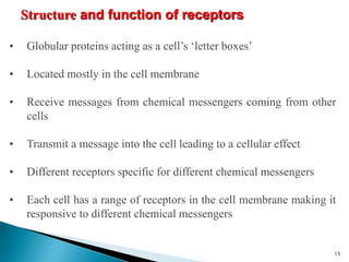 Structure and function of receptors
• Globular proteins acting as a cell’s ‘letter boxes’
• Located mostly in the cell membrane
• Receive messages from chemical messengers coming from other
cells
• Transmit a message into the cell leading to a cellular effect
• Different receptors specific for different chemical messengers
• Each cell has a range of receptors in the cell membrane making it
responsive to different chemical messengers
15
 