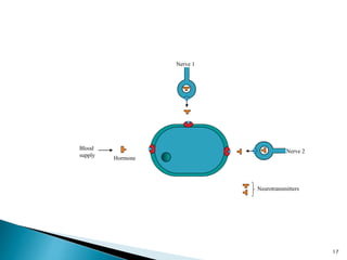 Nerve 1
Nerve 2
Hormone
Blood
supply
Neurotransmitters
17
 