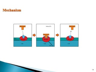 Mechanism
Cell
Membrane
Cell
Receptor
Messenger
message
Induced fit
Cell
Receptor
Messenger
Message
Cell
Messenger
Receptor
19
 