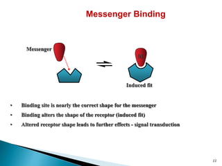 Messenger Binding
• Binding site is nearly the correct shape for the messenger
• Binding alters the shape of the receptor (induced fit)
• Altered receptor shape leads to further effects - signal transduction
Messenger
Induced fit
M
22
 