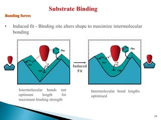 Substrate Binding
• Induced fit - Binding site alters shape to maximize intermolecular
bonding
Bonding forces
Intermolecular bonds not
optimum length for
maximum binding strength
Intermolecular bond lengths
optimised
Phe
Ser
O
H
Asp
CO2 Induced
Fit
Phe
Ser
O
H
Asp
CO2
24
 