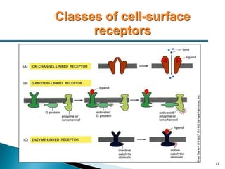 28
Classes of cell-surface
receptors
 