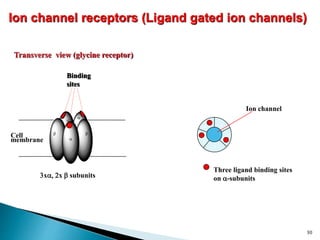 Transverse view (glycine receptor)
Three ligand binding sites
on a-subunits
a
a
b
b
a
Ion channel
3xa, 2x b subunits
Cell
membrane
a
a
a
bb
Binding
sites
Ion channel receptors (Ligand gated ion channels)
30
 