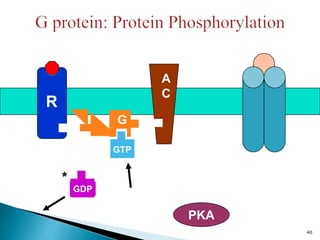 R
G
GTP
A
C
GDP
*
PKA
40
 