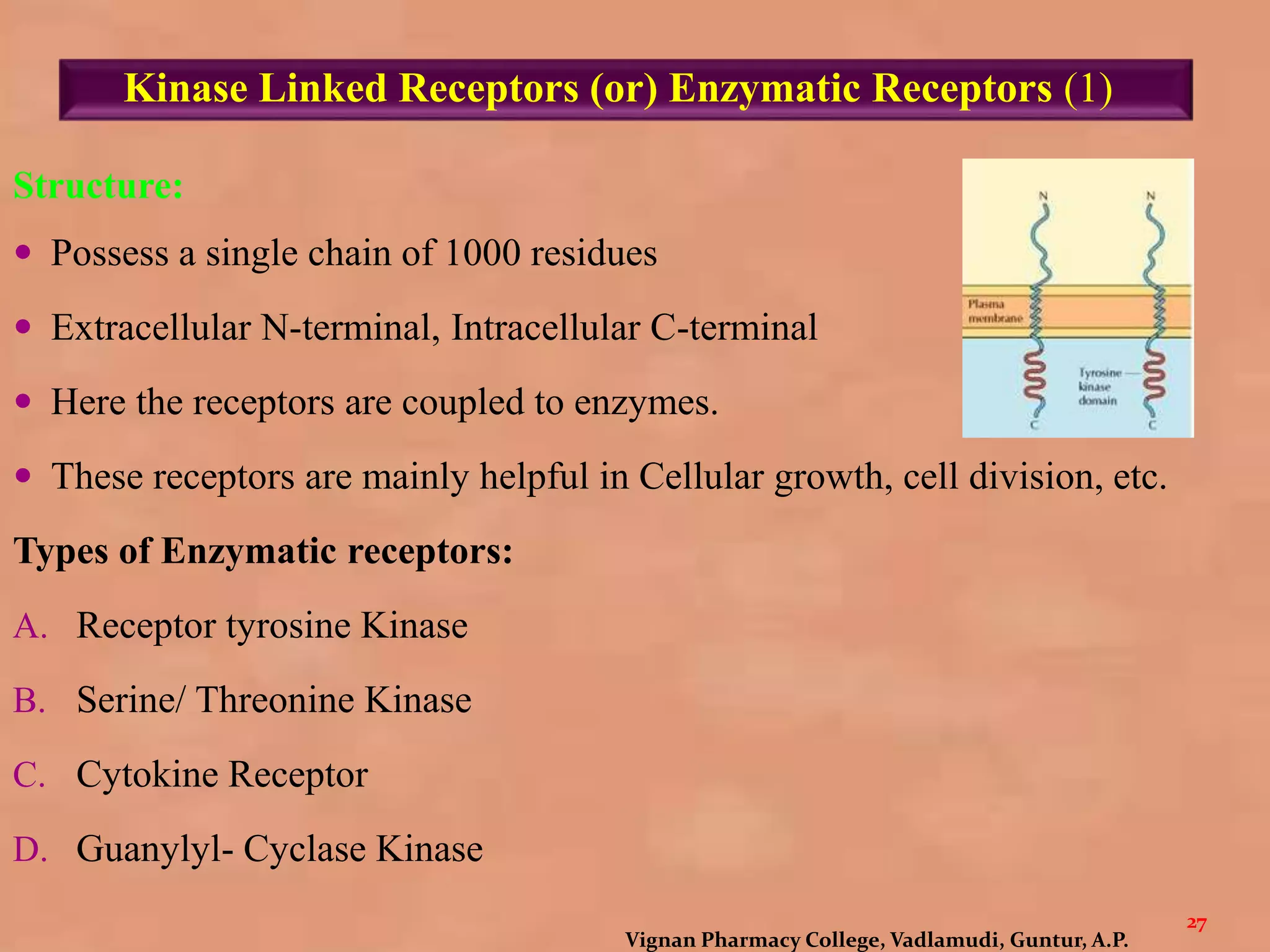 Kinase Linked Receptors (or) Enzymatic Receptors (1)
Structure:
 Possess a single chain of 1000 residues
 Extracellular N-terminal, Intracellular C-terminal
 Here the receptors are coupled to enzymes.
 These receptors are mainly helpful in Cellular growth, cell division, etc.
Types of Enzymatic receptors:
A. Receptor tyrosine Kinase
B. Serine/ Threonine Kinase
C. Cytokine Receptor
D. Guanylyl- Cyclase Kinase
27
Vignan Pharmacy College, Vadlamudi, Guntur, A.P.
 
