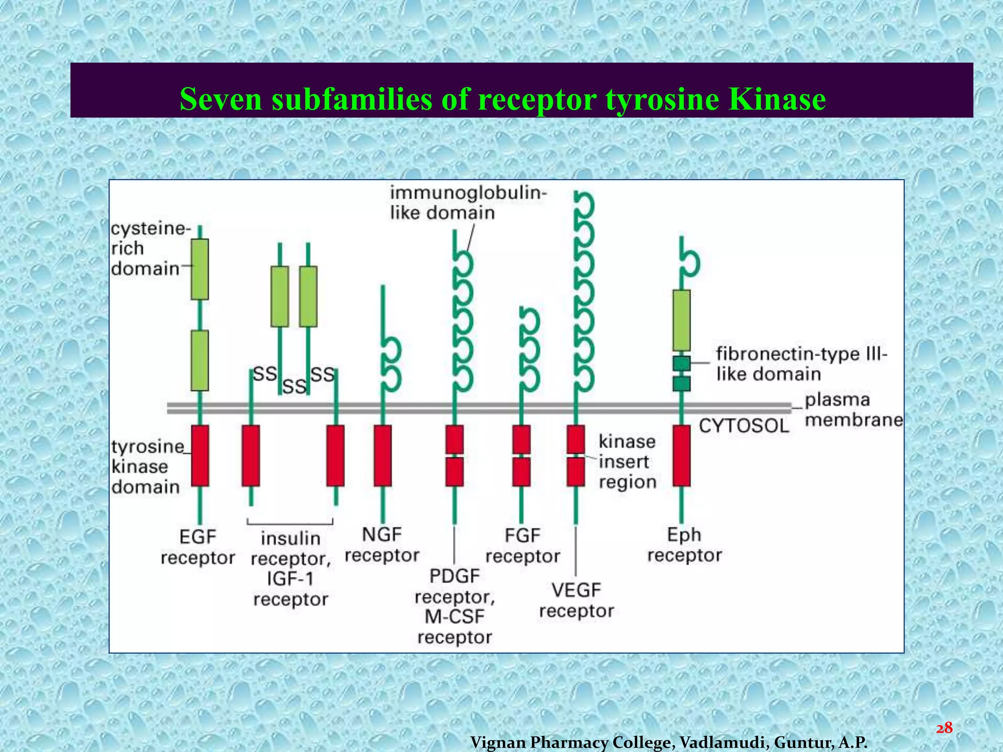 Seven subfamilies of receptor tyrosine Kinase
28
Vignan Pharmacy College, Vadlamudi, Guntur, A.P.
 
