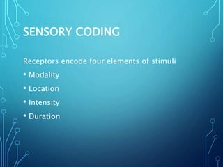 SENSORY CODING
Receptors encode four elements of stimuli
• Modality
• Location
• Intensity
• Duration
 
