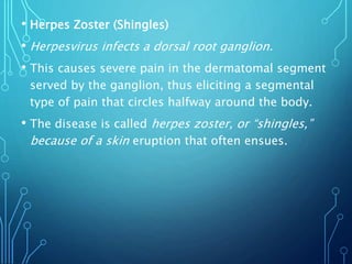 • Herpes Zoster (Shingles)
• Herpesvirus infects a dorsal root ganglion.
• This causes severe pain in the dermatomal segment
served by the ganglion, thus eliciting a segmental
type of pain that circles halfway around the body.
• The disease is called herpes zoster, or “shingles,”
because of a skin eruption that often ensues.
 