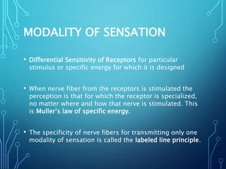 MODALITY OF SENSATION
• Differential Sensitivity of Receptors for particular
stimulus or specific energy for which it is designed
• When nerve fiber from the receptors is stimulated the
perception is that for which the receptor is specialized,
no matter where and how that nerve is stimulated. This
is Muller’s law of specific energy.
• The specificity of nerve fibers for transmitting only one
modality of sensation is called the labeled line principle.
 