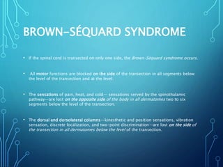 BROWN-SÉQUARD SYNDROME
• If the spinal cord is transected on only one side, the Brown-Séquard syndrome occurs.
• All motor functions are blocked on the side of the transection in all segments below
the level of the transection and at the level.
• The sensations of pain, heat, and cold— sensations served by the spinothalamic
pathway—are lost on the opposite side of the body in all dermatomes two to six
segments below the level of the transection.
• The dorsal and dorsolateral columns—kinesthetic and position sensations, vibration
sensation, discrete localization, and two-point discrimination—are lost on the side of
the transection in all dermatomes below the level of the transection.
 