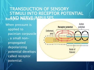 TRANSDUCTION OF SENSORY
STIMULI INTO RECEPTOR POTENTIAL
AND NERVE IMPULSESReceptor Potentials
When pressure is
applied to
pacinian corpuscle
, a small non-
propogated
depolarizing
potential develops
called receptor
potential.
 