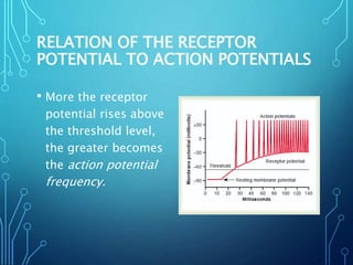 RELATION OF THE RECEPTOR
POTENTIAL TO ACTION POTENTIALS
• More the receptor
potential rises above
the threshold level,
the greater becomes
the action potential
frequency.
 